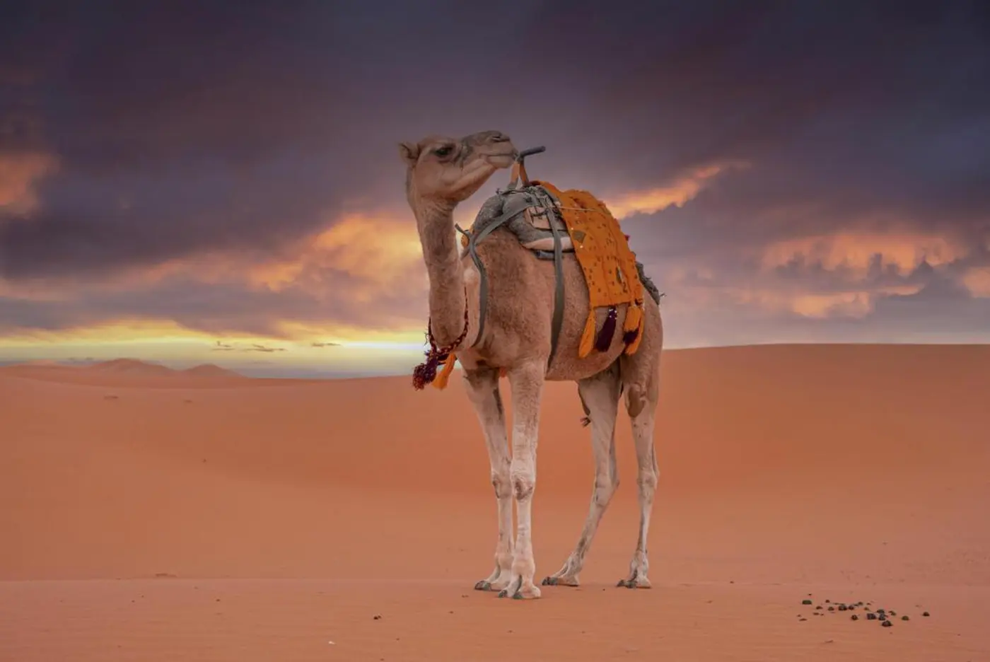 Fez naar Merzouga: 2-Daagse Woestijnreis